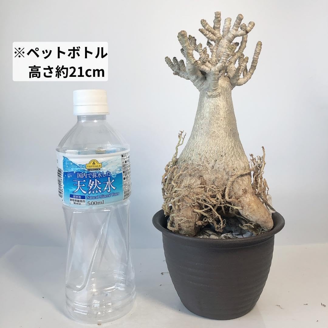Amazon.co.jp: 22 アデニウム タイ ソコトラナム ドワーフサイズ たこ